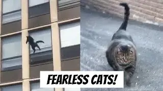 Fearless Cats! | VIX