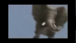 Because Reasons