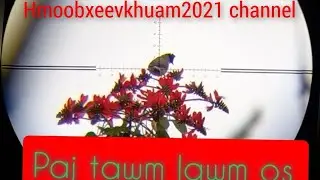 paj tawg lawm os tsi khoom mus tua noog li lawm lam muab tso saib ua ntej tso/ ດອກແຕກເລື່ມມີນົກເຂົ້າ