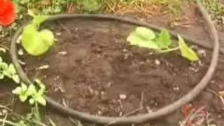 How Best to Water your Garden
