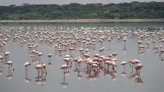 A Flamboyance of Flamingos: Lake Ndutu