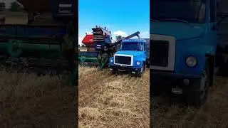 Уборка 2023...Выгрузка зерна. #shorts