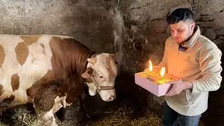 SURPISE BIRTHDAY / DAILY WORKS 67