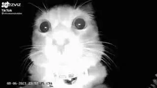 sniff sniff
