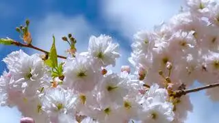 Mùa Xuân Của Mẹ - Trường Vũ