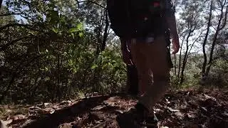 Man walking through forest @earningdxb