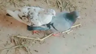 Surprising My Pigeon with a New Feathered Friend!