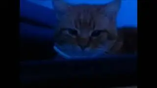 Tsundere Neko fascinated by detuned harp shrieking noises