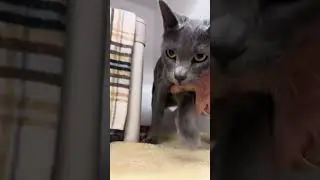 Wobbly Cat Waits for Home