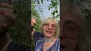 Низкие или высокие. Что выбираете? #дачныесоветы #огород #дача