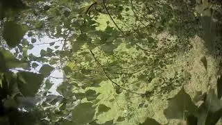 A Tree Landing
