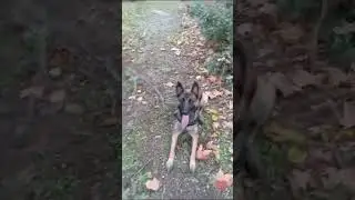 Belgian malinois dog vs Stick