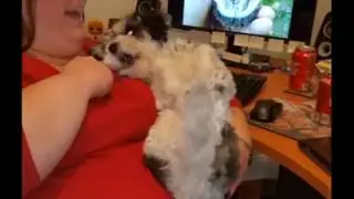 Phoebe waves at her dada. Such a cute puppers!