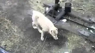 алабай барон играет с амуркой