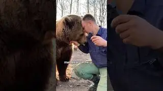 Public bear fencing the car to save his wife #animals #love #shorts