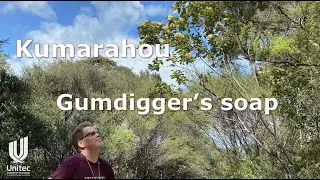 Kumarahou (gumdigger's soap)