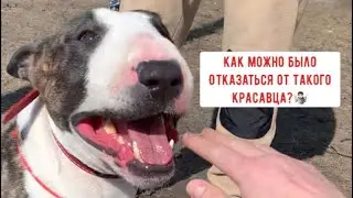 Бультерьер отказник обрёл счастье!