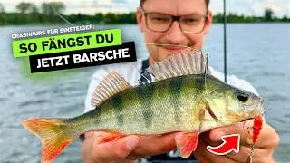 FANGGARANTIE - So fängst du Barsche im Sommer 🎣 ✅