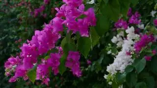 Panasonic LUMIX DMC-FZ1000- Slow Motion & Shaking Test 6