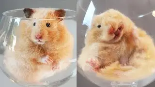 Synchronized Hamsters | Chubby Twin Babies