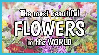 🌷 The most beautiful FLOWERS in the WORLD 🌹