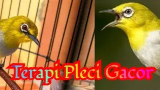 Pemancing Pleci Buka Paruh, Terapi Pleci Terbaik