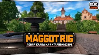 Ловля карпа оснасткой Maggot rig на Янтарном озере — Русская Рыбалка 4