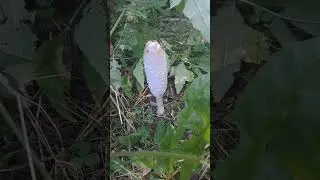 Что это за грибы?