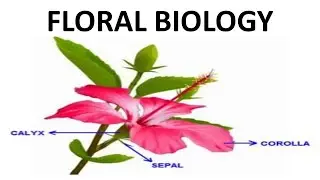 FLORAL BIOLOGY