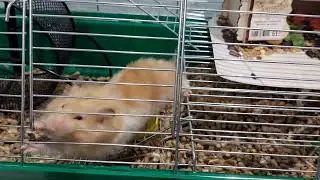 Мой хомяк в 3 часа ночи 🐹