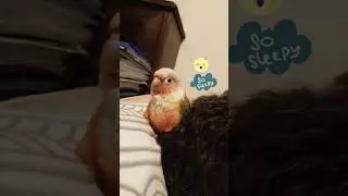 #bird #petlover #greencheek #shortsbeta