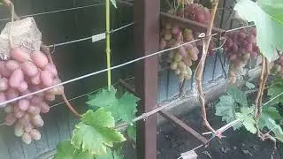 Джина , Хелена , Преображение