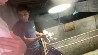 JON VLOGS AND MARCO AT THE FROG FARM!
