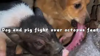 Dog and pig fight over octopus feet #cutepet #dog
