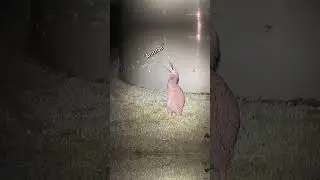 The Most Metal Bird Call In The World
