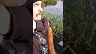 камыш тв репортаж рыба🐟