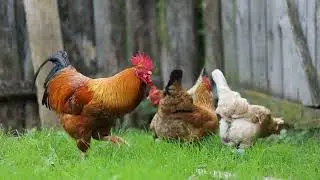 Life in Russian villages. A film with natural voice acting.