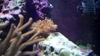 Salt water marines reef tank