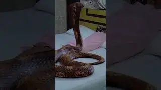 World deadly venomous King cobra Attack a Woman on Bed 
