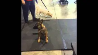 Puppy learning attention skills during group class