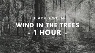 Wind in the Trees - 1 Hour of Natural White Noise - Relax, Sleep, Study, Meditate.