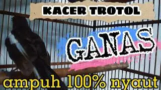 kacer trotol ganas gacor pas buat pancingan kacer trotol 100% nyaut