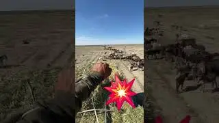 Бұл есектер қайда кетіп жатыр?