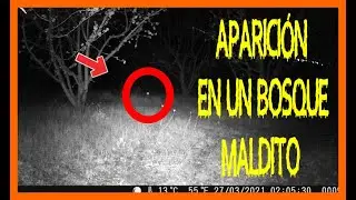 CAMARA TRAMPA EN EL BOSQUE MALDITO MIRA LO QUE CAPTÓ