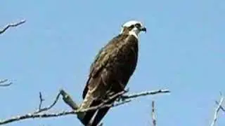 Osprey Chirping, Florida