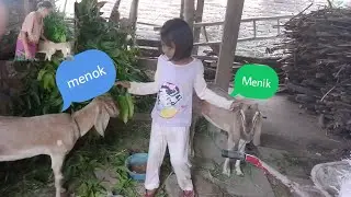 MERIPIU OPEN OPENANE MBAH Q ANYAR PEMIRSA
