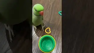 Говорящий ожереловый попугай Ричи 