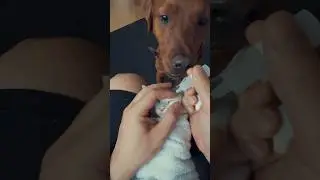 Day 29: Rainbow, Cherry, Mango (Foster Kittens)