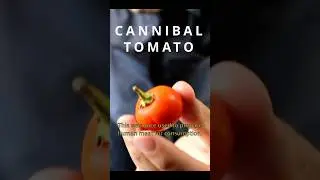 This plant was used to prepare human meat - CANNIBAL TOMATO