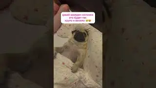 Жизнь с брахицефалом чек: #юмор #мопс #собака #смешныевидео #животные #мопсики #pug #fannyvideo